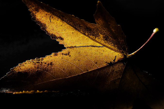 Autumn