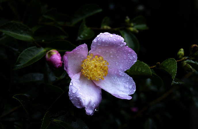 Camellia