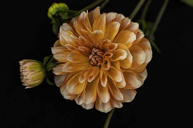 Dahlia
