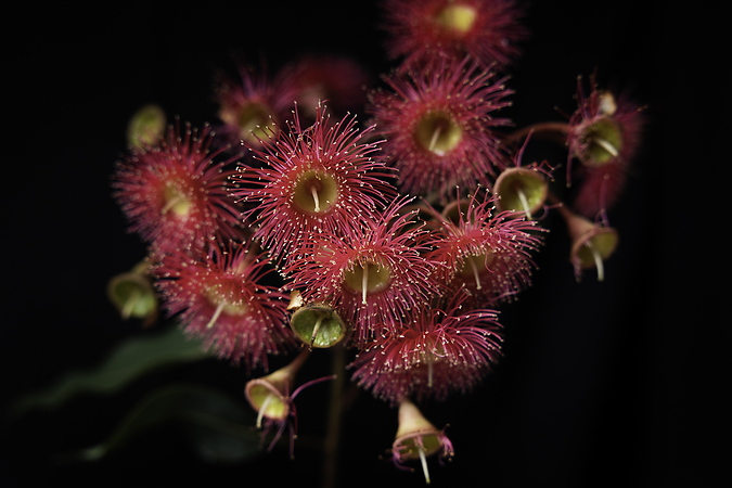 Flowering Gum