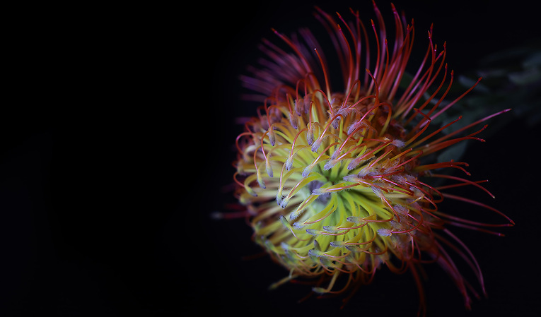 Grevillea
