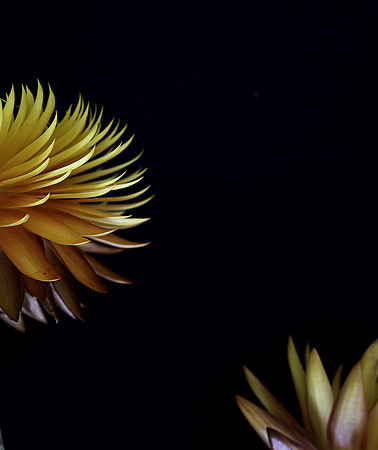 Paper Daisy