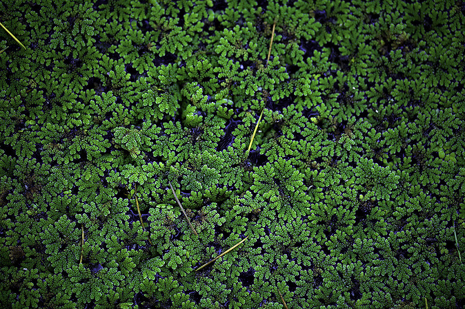 Pond